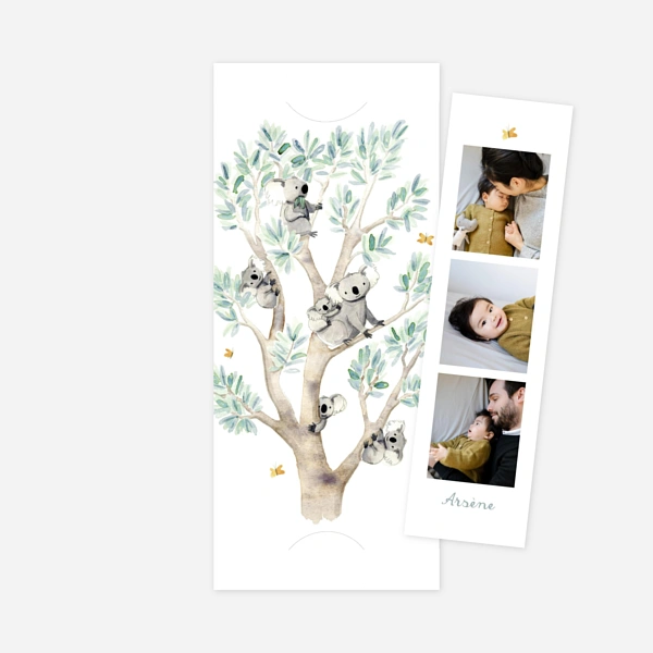 Koalas en famille