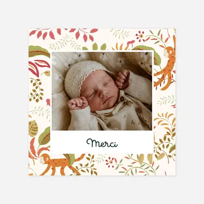 Petit ouistiti Petit ouistiti